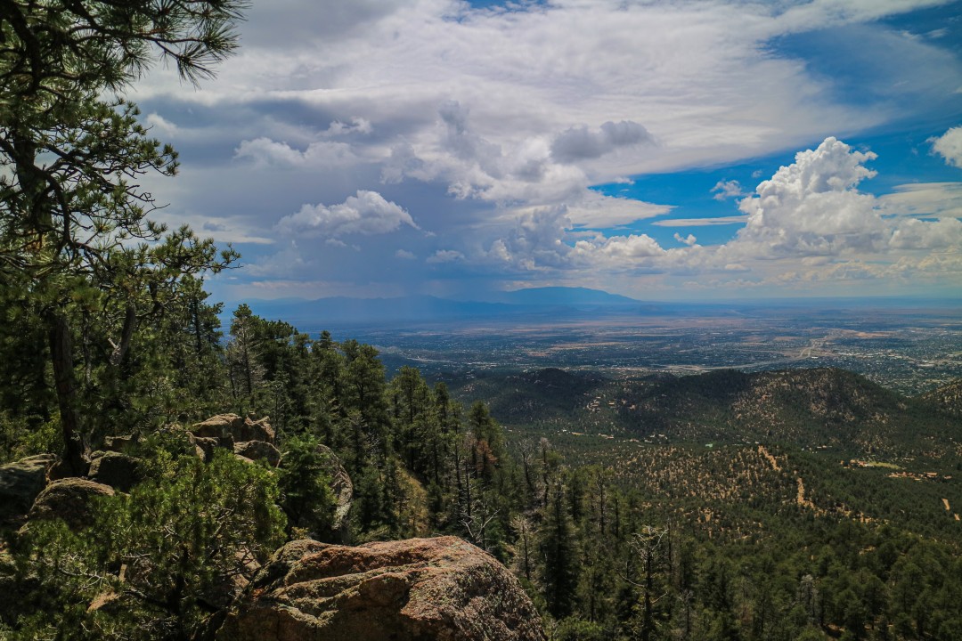 Forest Overlook