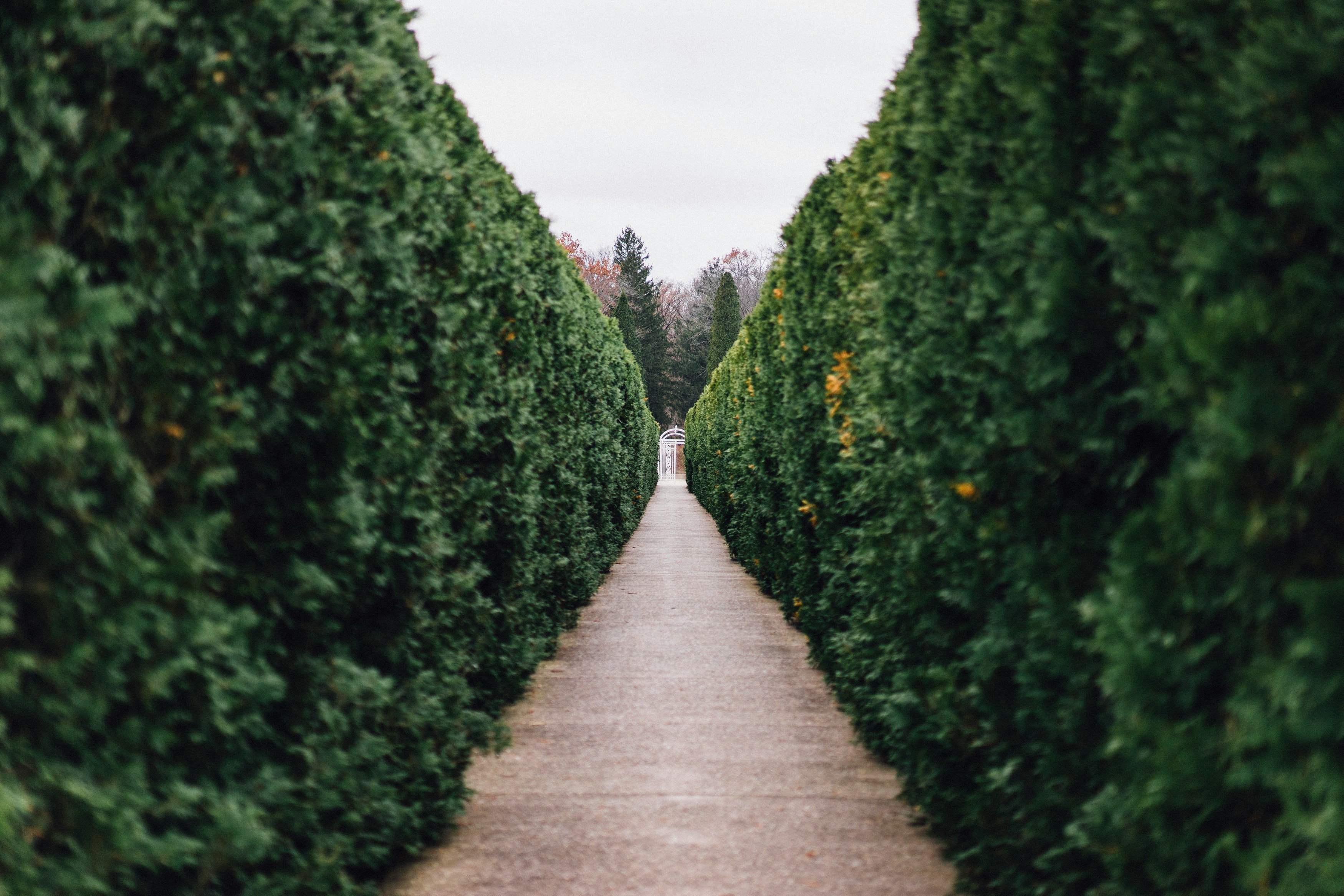 Pathway between tall garden hedges