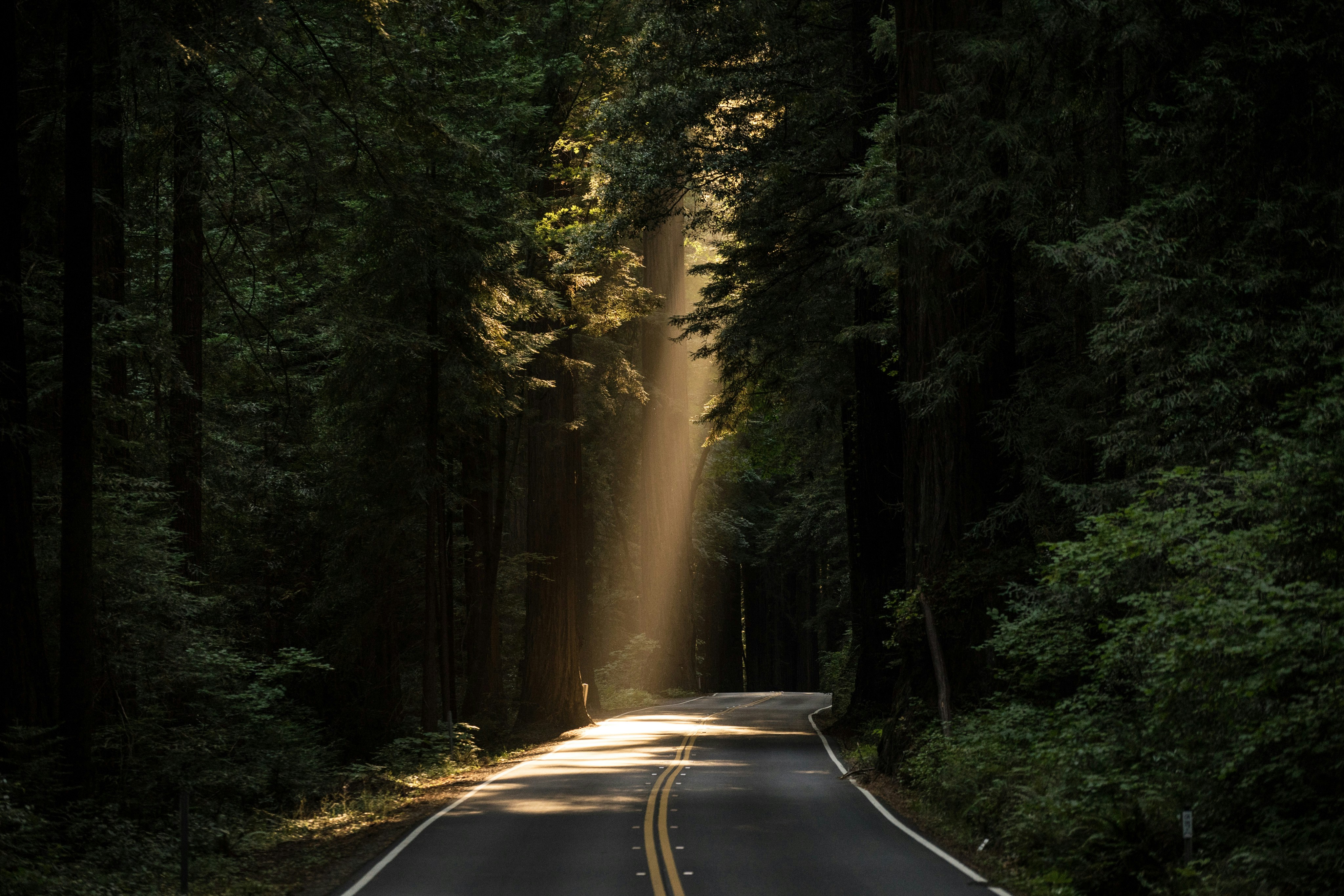 Forrest with light shining through onto a hidden road