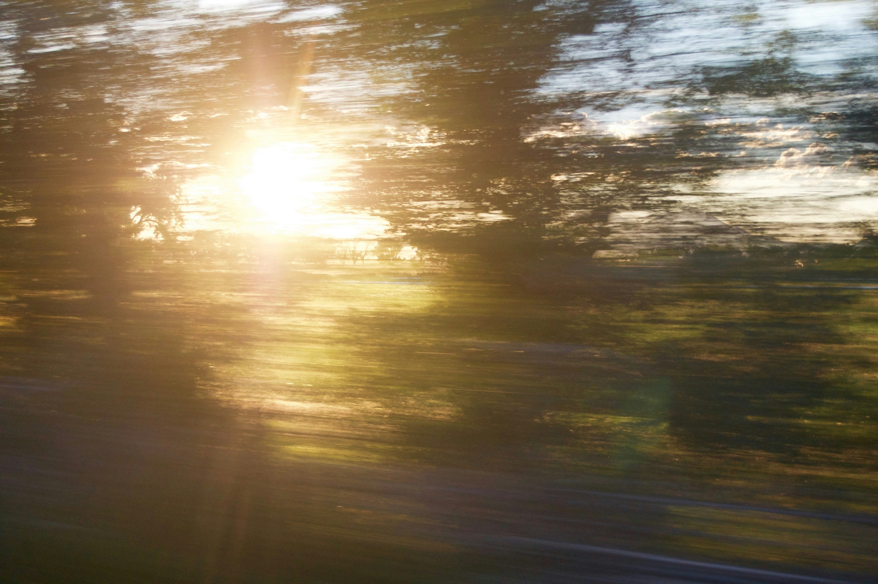 Fast image capture of trees