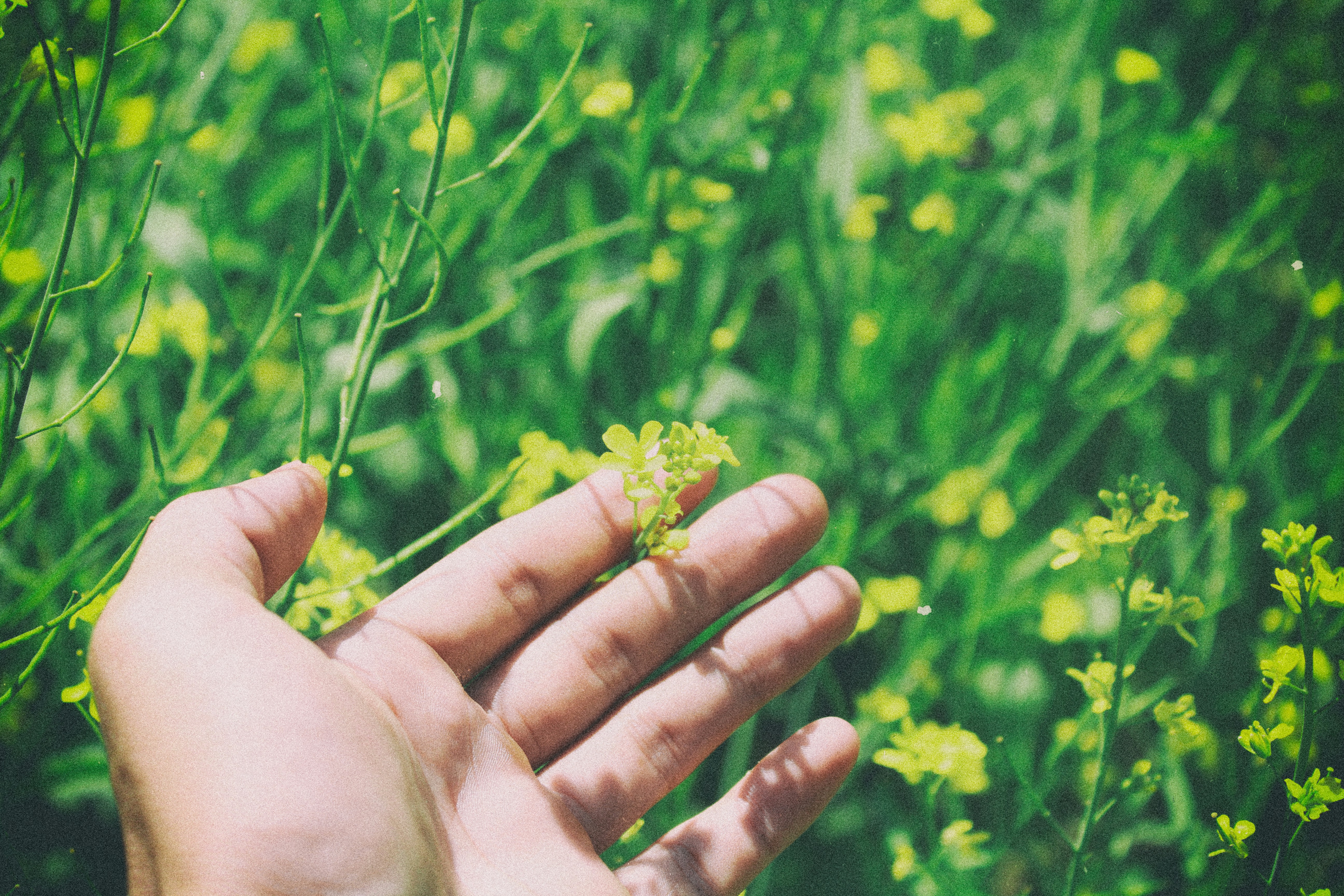 Hand feeling through field of grass