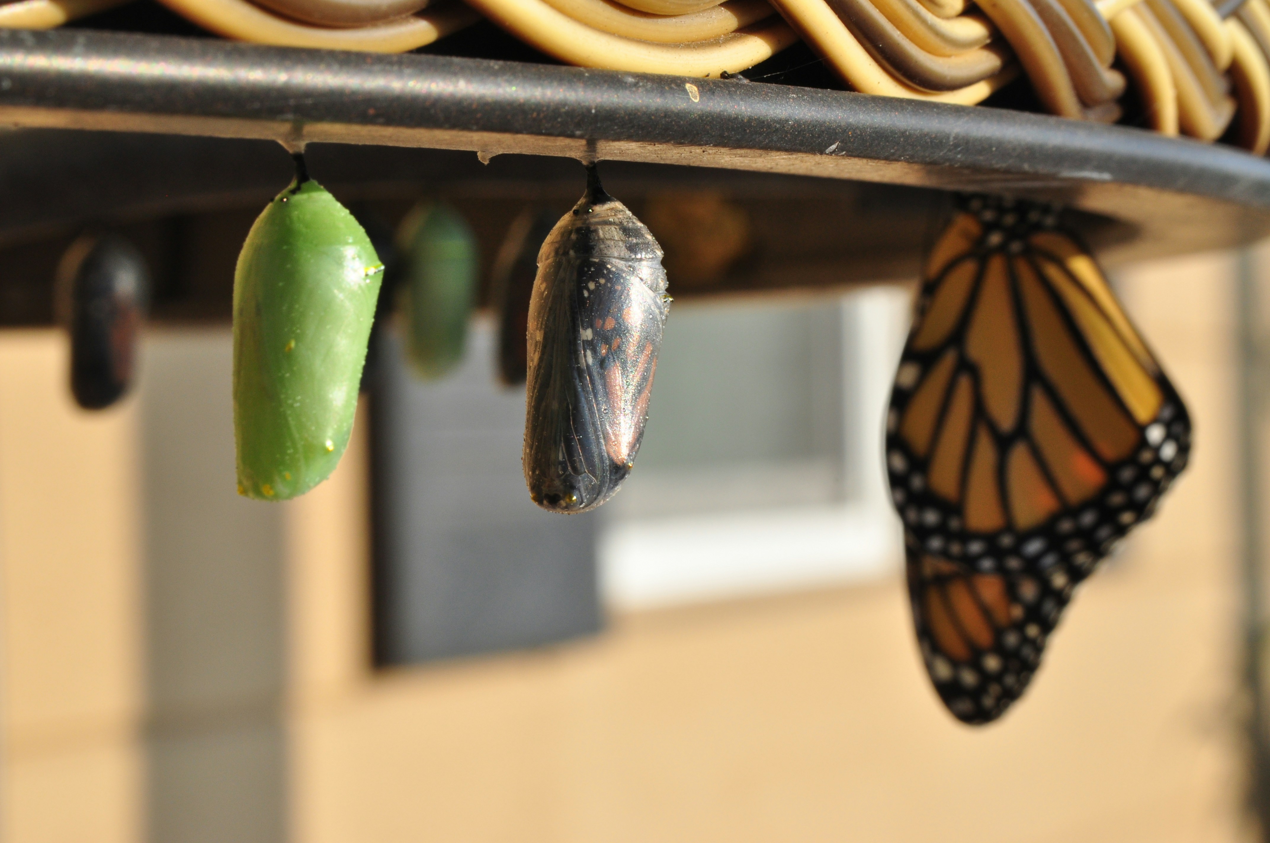 Life stages of a butterfly