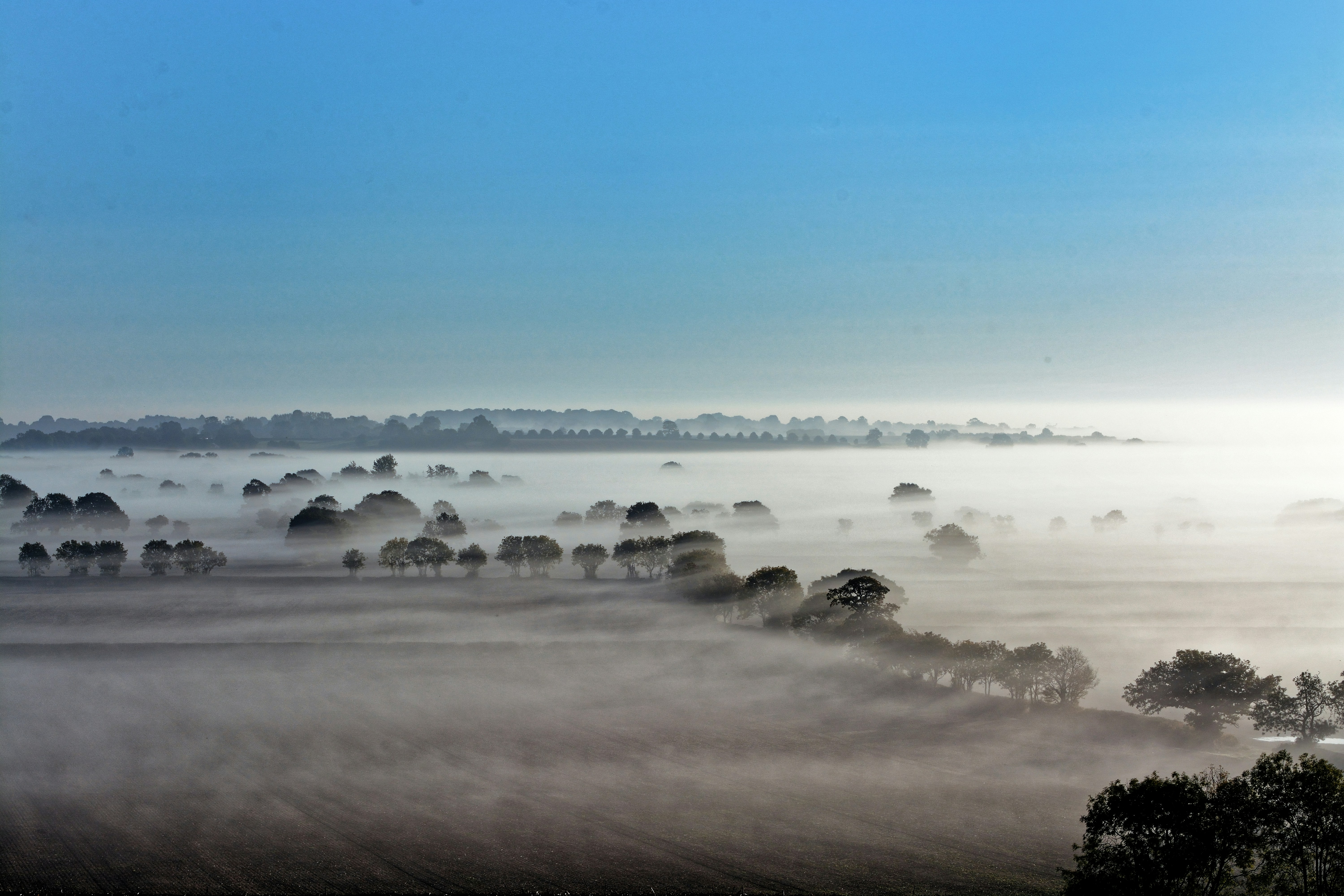 Trees and fog