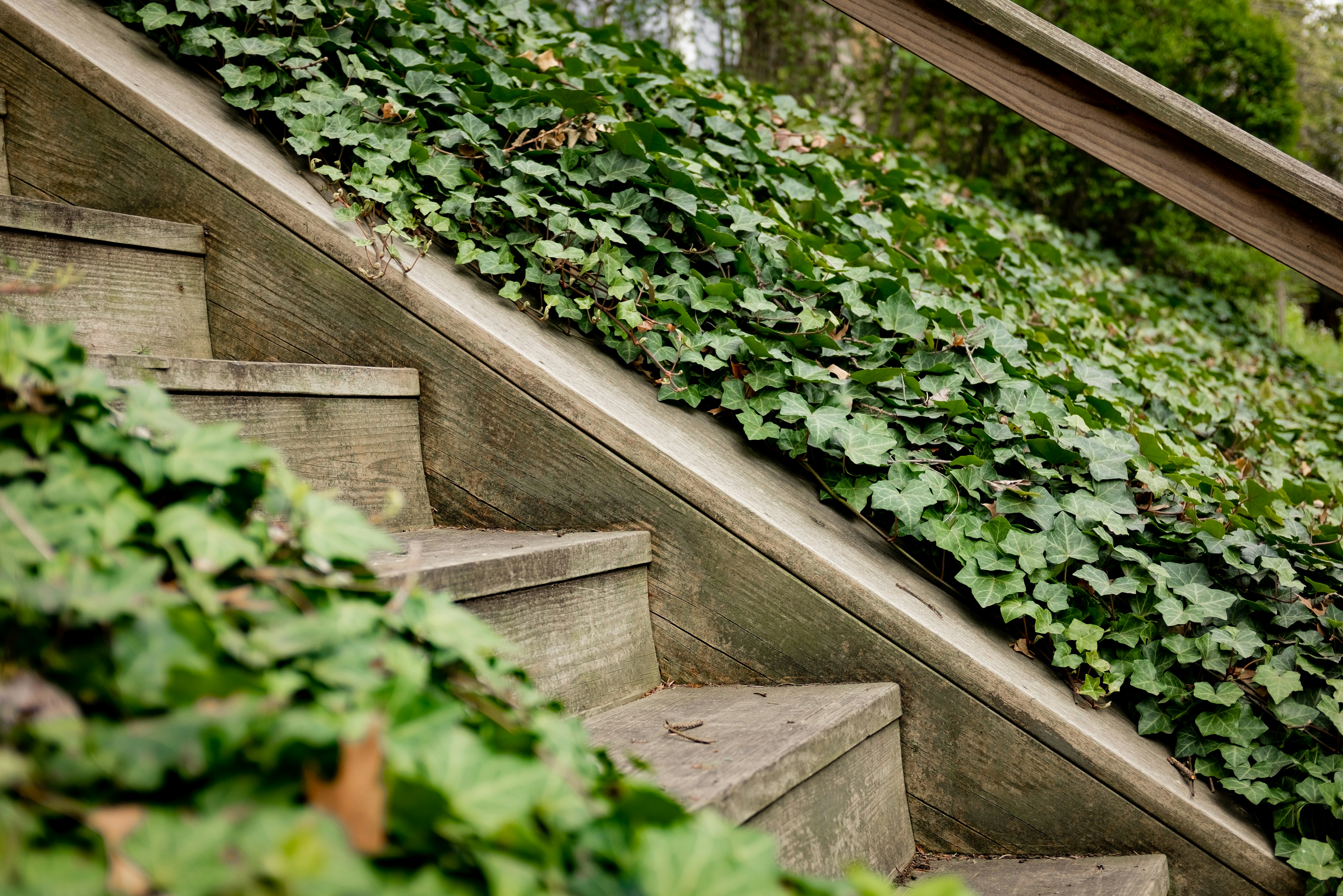 Stairs in foliage